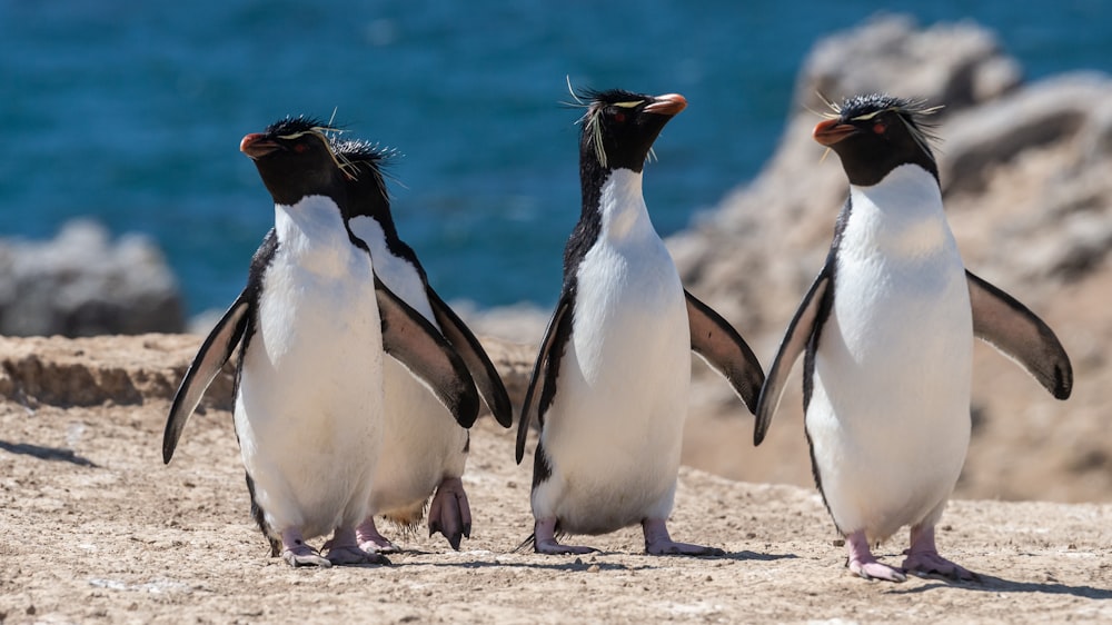 Cuatro pingüinos caminando sobre una superficie marrón cerca del mar durante el día