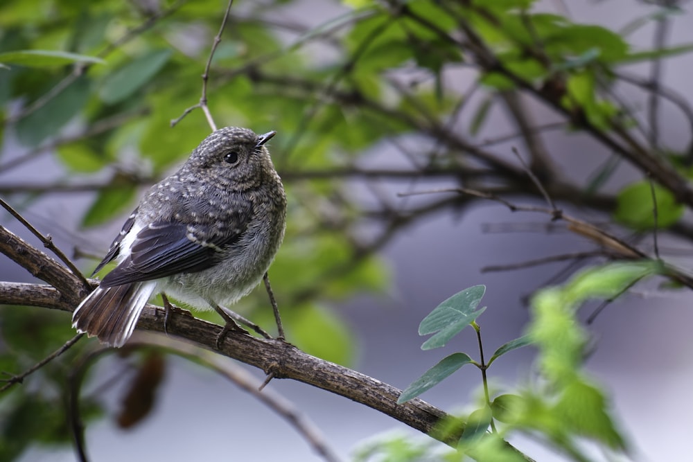 black and gray bird on tree branch