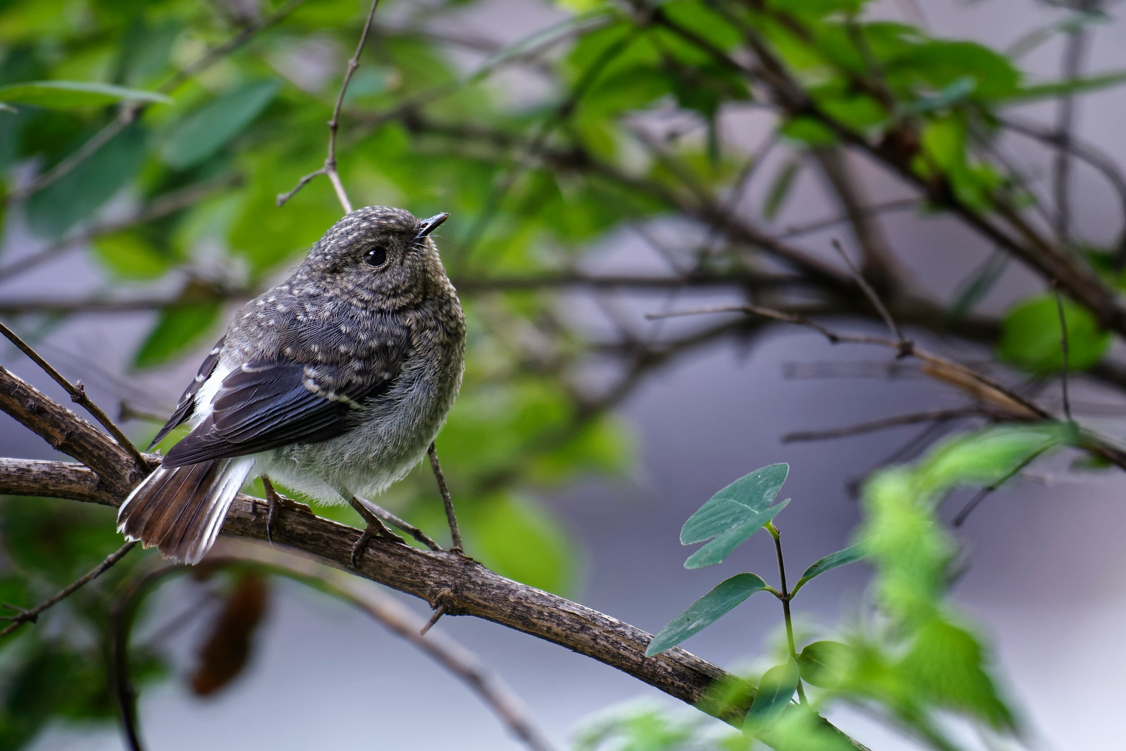 black and gray bird on tree branch