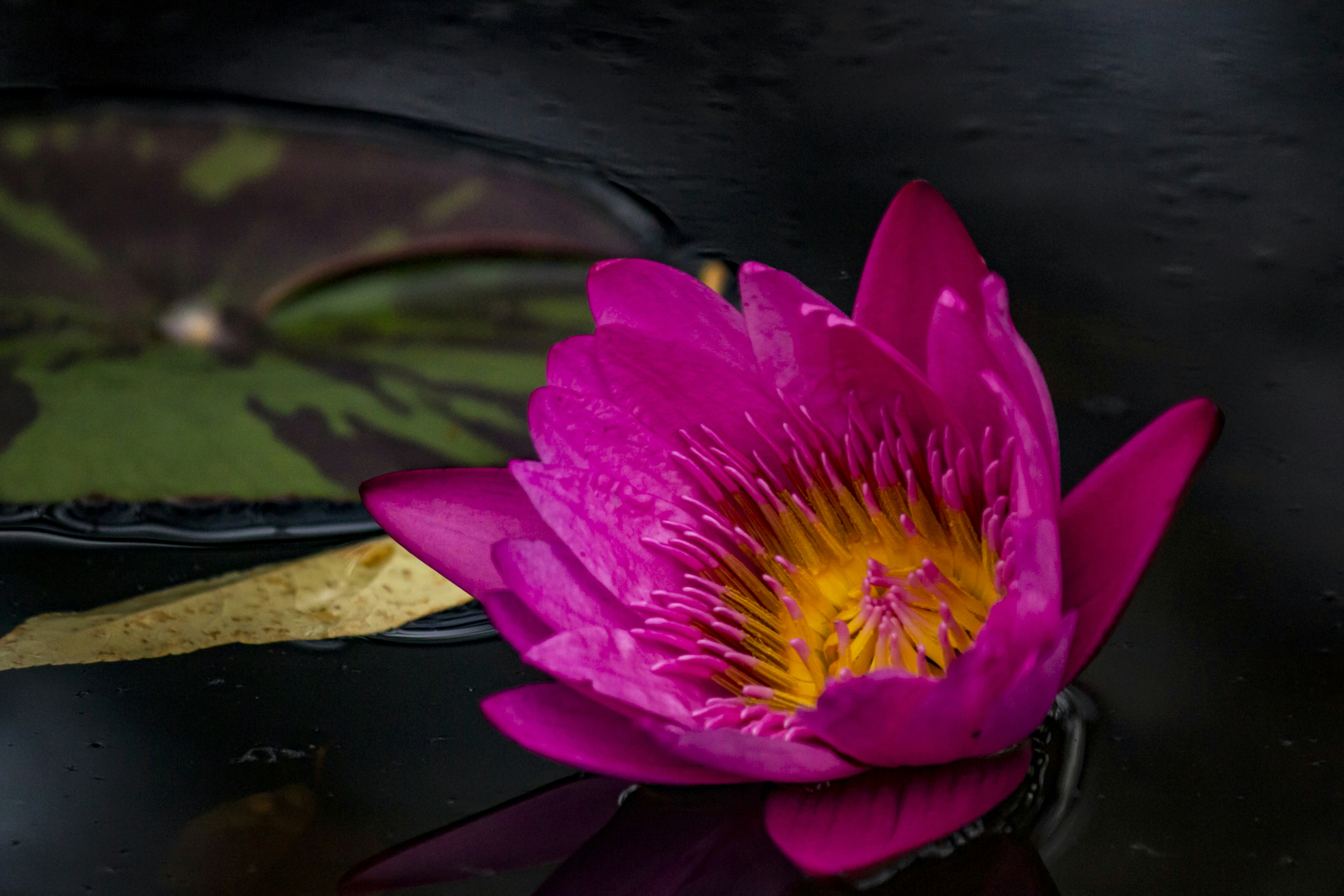 Pink water lily floating on water