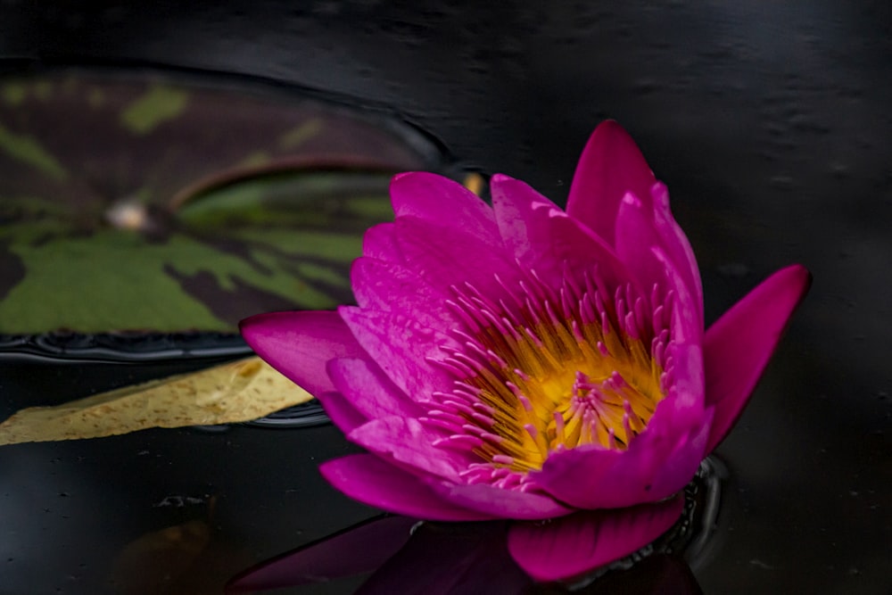 flor de lírio d'água rosa