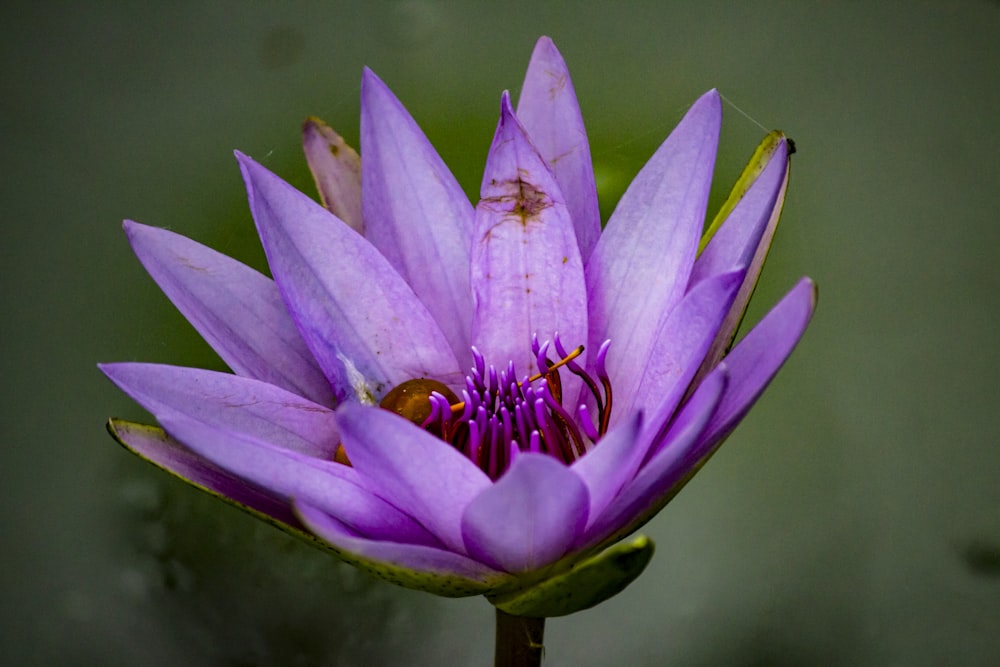 fotografia de closeup da flor de pétala roxa