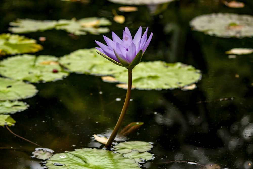 flor de pétala roxa no corpo da água durante o dia