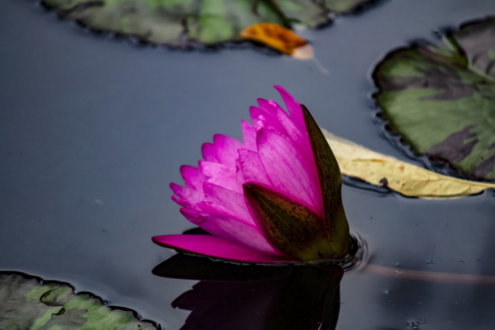 pink lotus flower