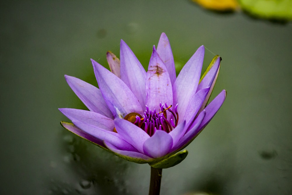 fleur de lys pourpre