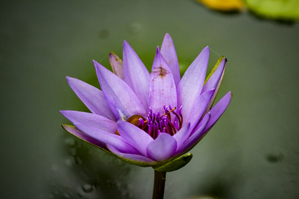 flor de lirio púrpura