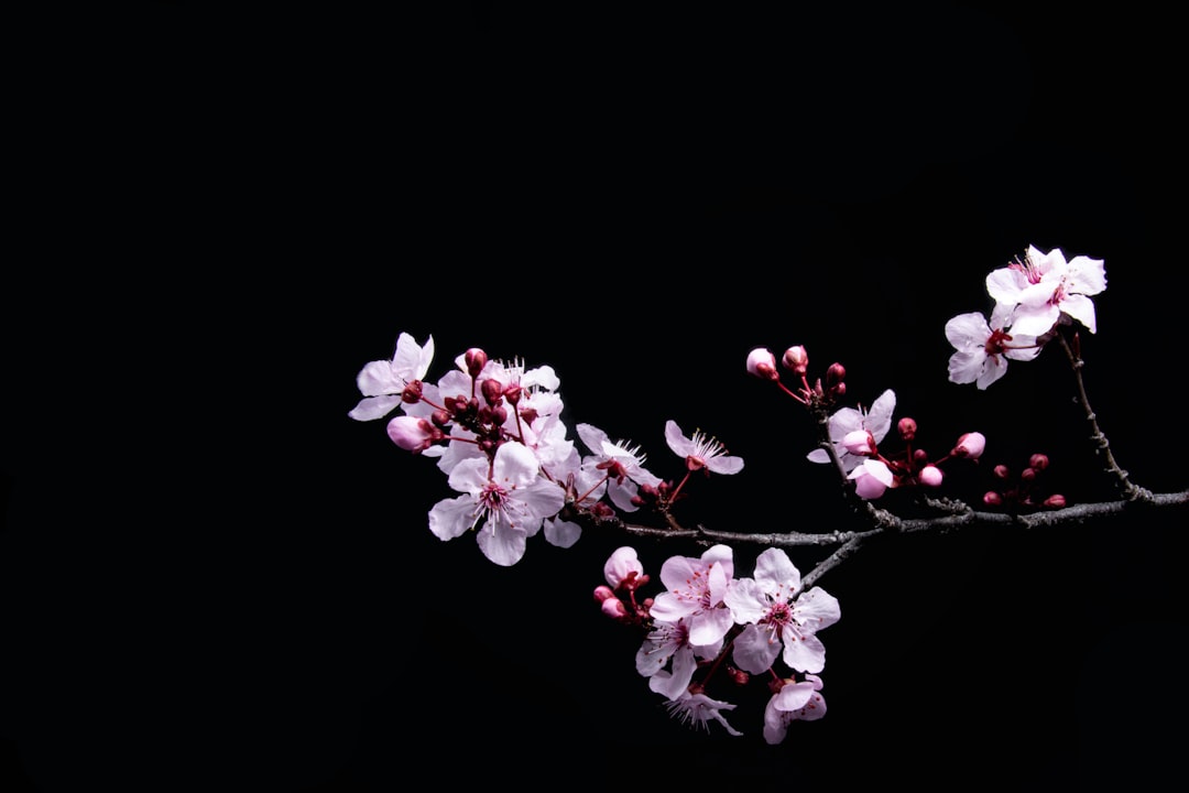 Cherry blossoms hang, suspended in space, their preternatural beauty like stars in the night sky.  I think they’re plum blossoms actually, but my wife says they’re cherry.