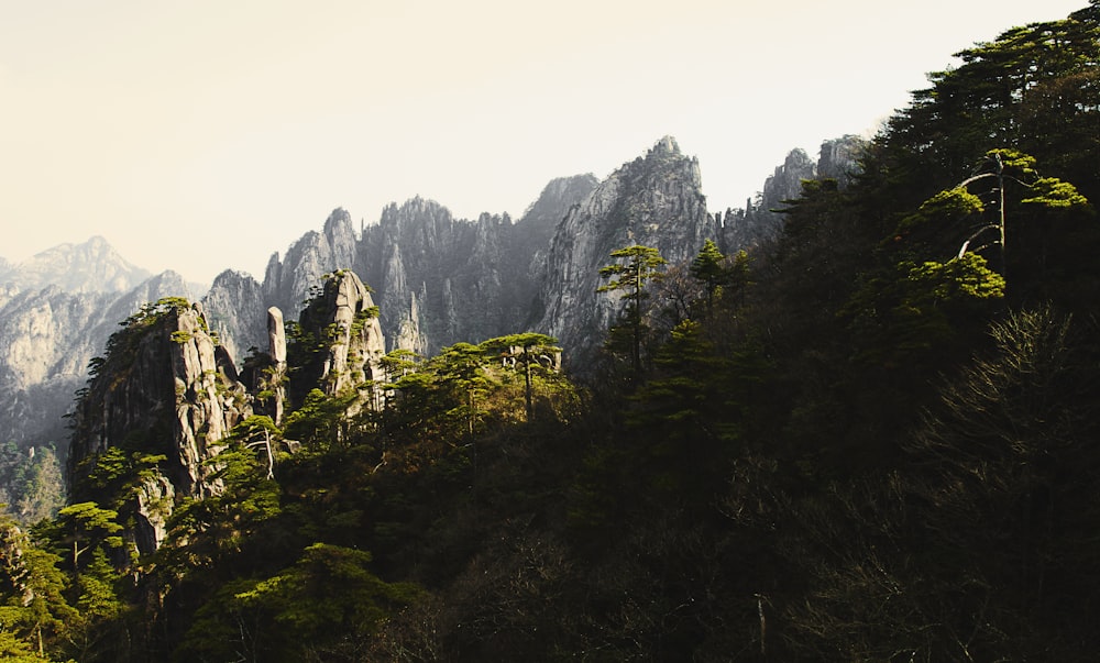 green trees near cliff