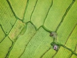Aerial view of lush green agricultural fields under irrigation in Pampa Colorada, Peru.