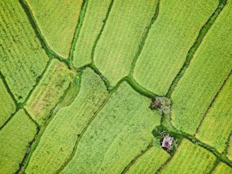 An aerial view of lush green agricultural fields arranged in neat, geometric patterns, with a small, weathered structure and a few trees scattered throughout.
