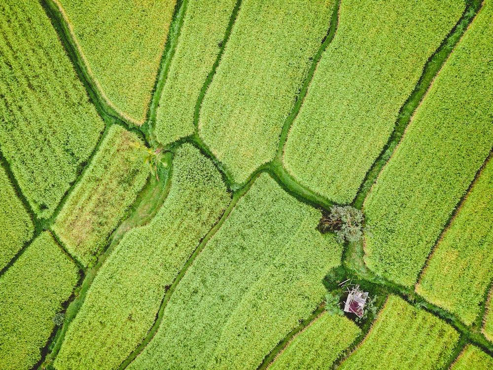 Vista aérea do campo verde durante o dia