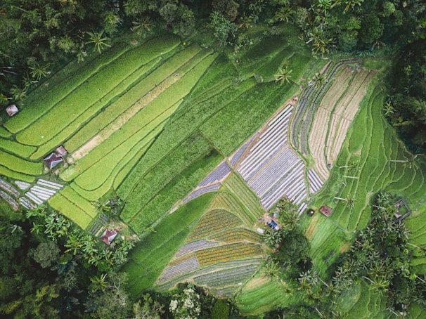 aerial photography of plant field during daytime