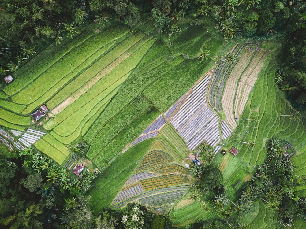 Fotografia aerea del campo di piante durante il giorno