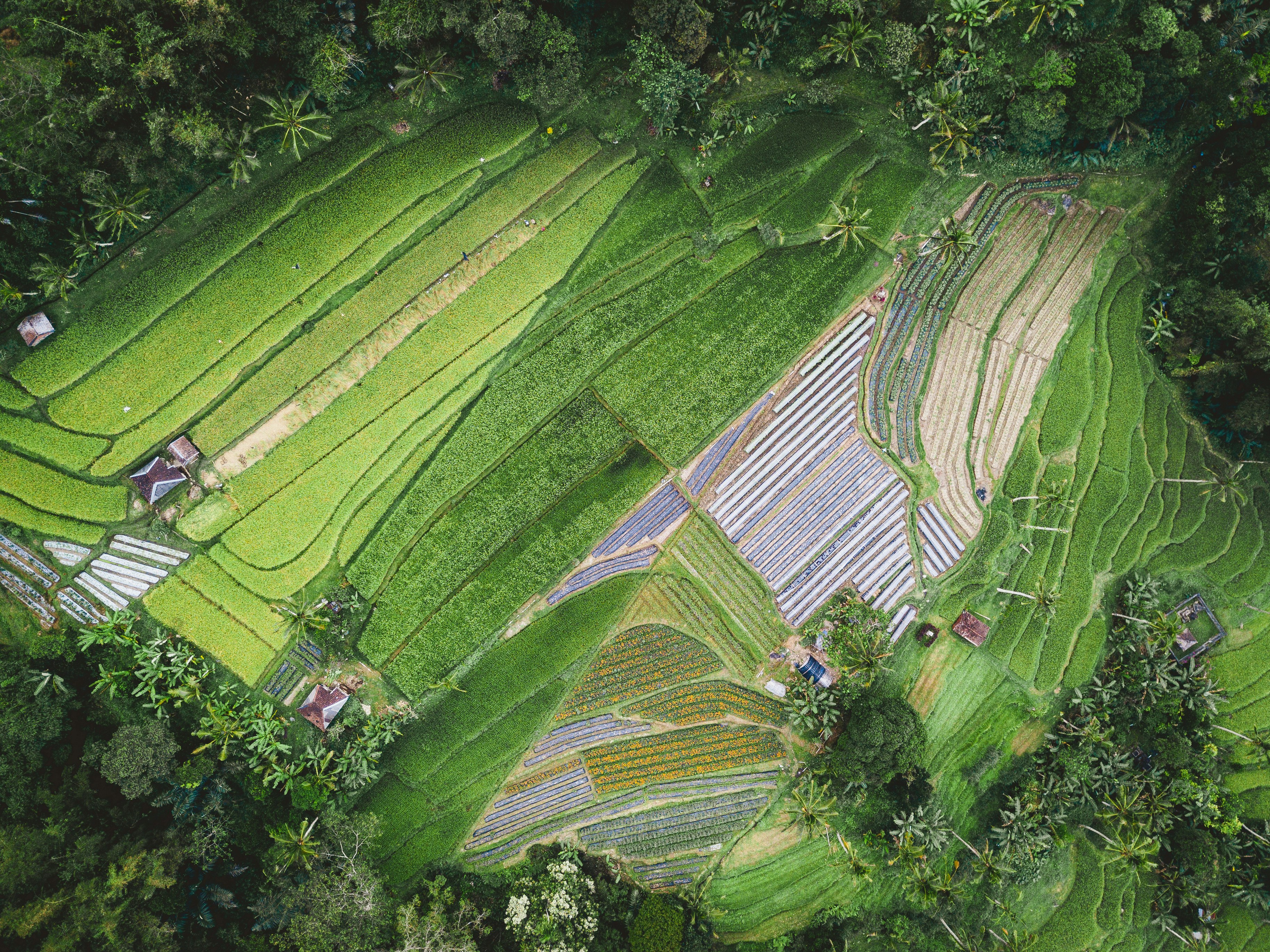 aerial photography of plant field during daytime