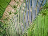 The aerial view showcases lush, green terraced rice fields interspersed with coconut palm trees. The terraces follow a curved pattern, creating an intricate and harmonious landscape.