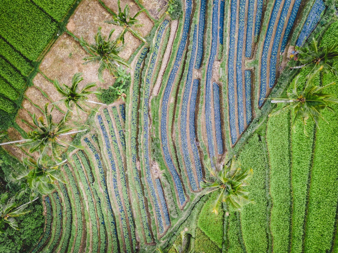 aerial photography of plant field during daytime