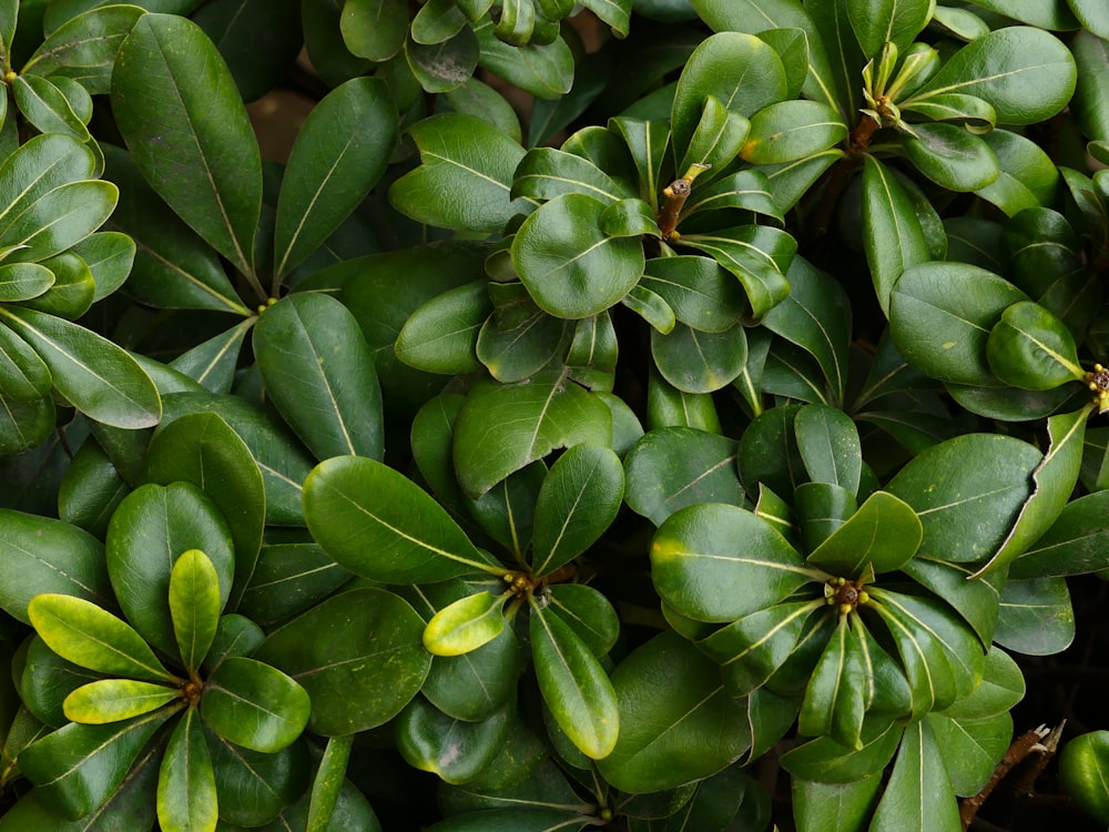 green-leafed plant