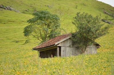 View of a cabin garden with green grass and colorful plants