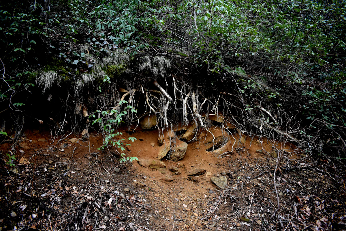 Red earth and tangled roots