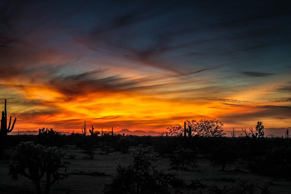 silhouette of trees during golden hour