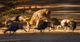 A deer and several wild turkeys are seen together on a sunlit path surrounded by natural vegetation. The deer appears to be foraging with its head lowered to the ground, while the turkeys are casually pecking around nearby. Shadows and warm sunlight create a serene woodland setting.