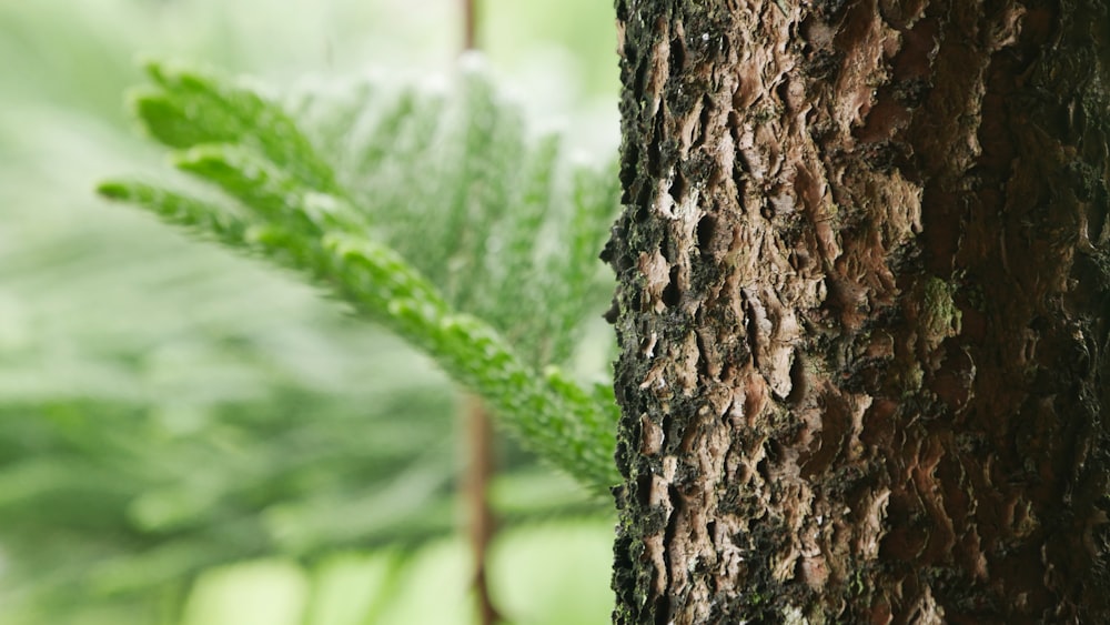 selective focus photo of tree bark