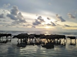 Wide shot of the buffalo herd crossing a shallow river under a bright sky.