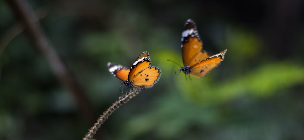 two monarch butterflies