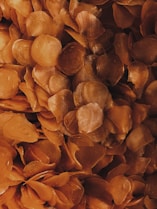 a close up of a bunch of orange flowers