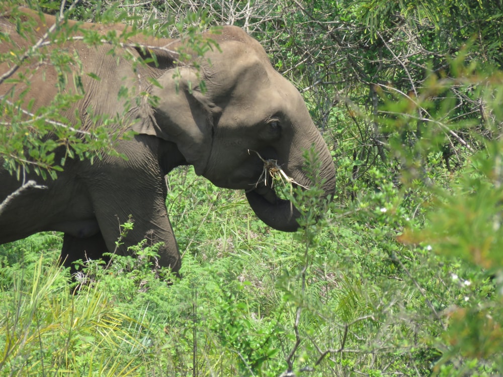 gray elephant in forest