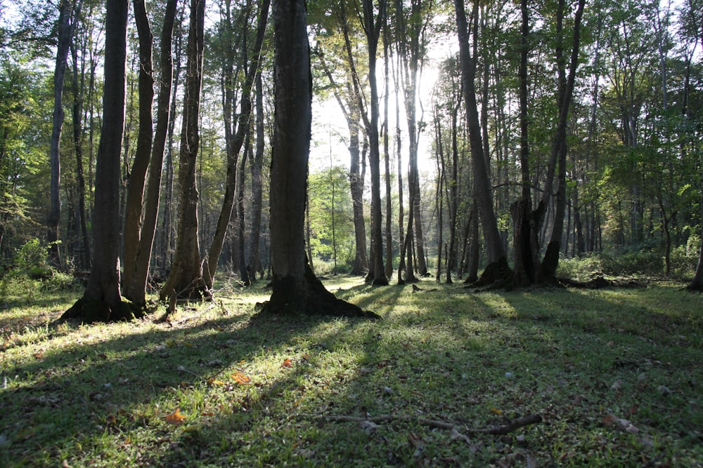 La luz del sol pasa a través de los árboles durante el día