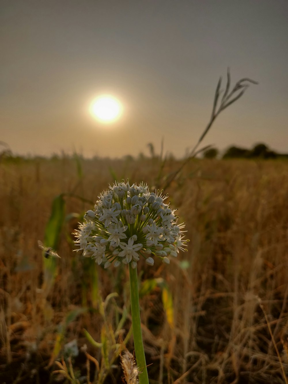 Selektiver Fokus der weißblättrigen Blüte