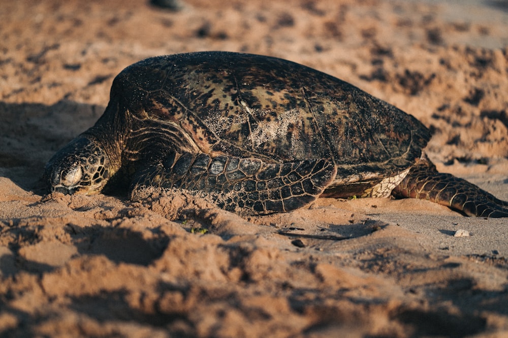 turtle on seashore