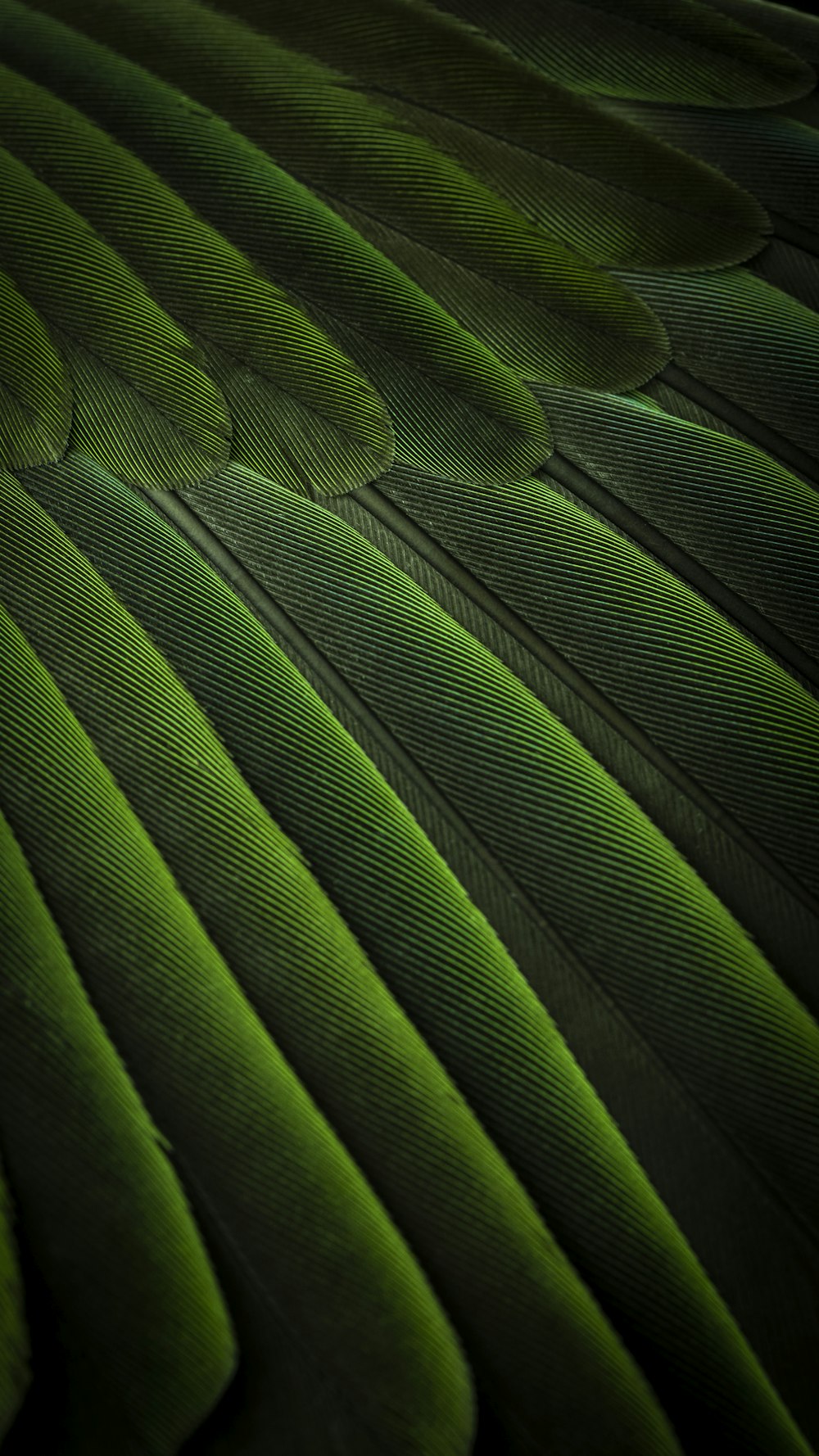 Green Fabric Pictures | Download Free Images on Unsplash