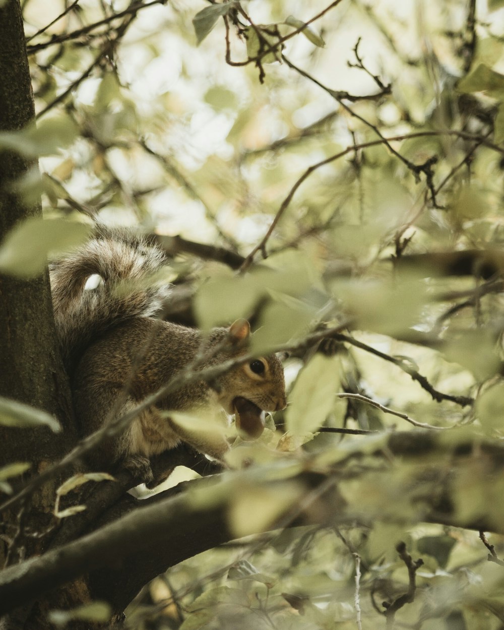 squirrel on top of tree