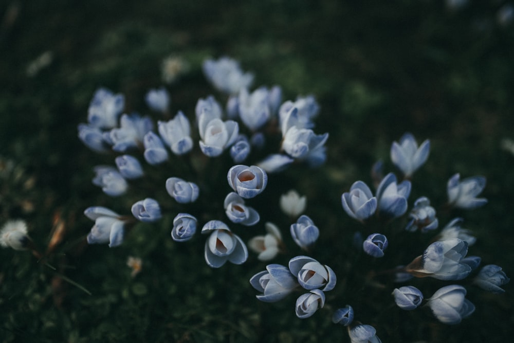 flores de pétalas azuis
