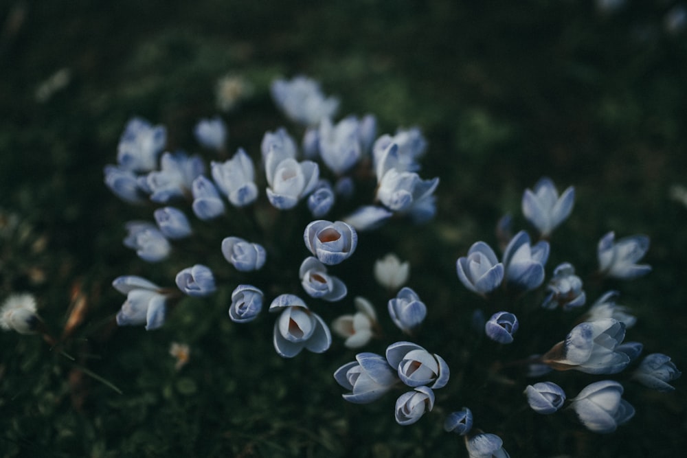 blue petaled flowers