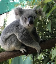 A koala sitting on a tree branch surrounded by lush green leaves. The koala has grey and white fur, large fluffy ears, and a black nose. The background features leafy branches and a hint of sky filtered through the tree canopy.