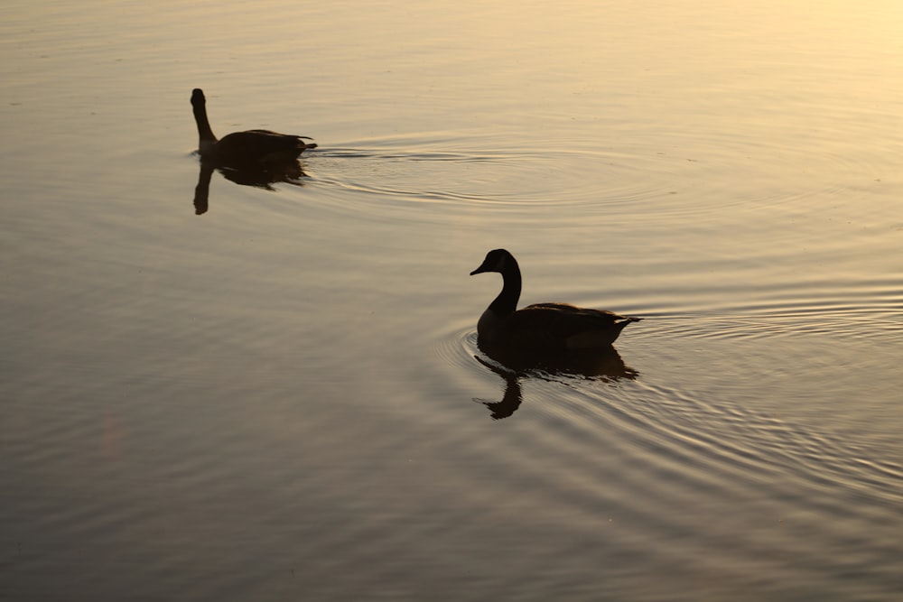 two geese in body of water