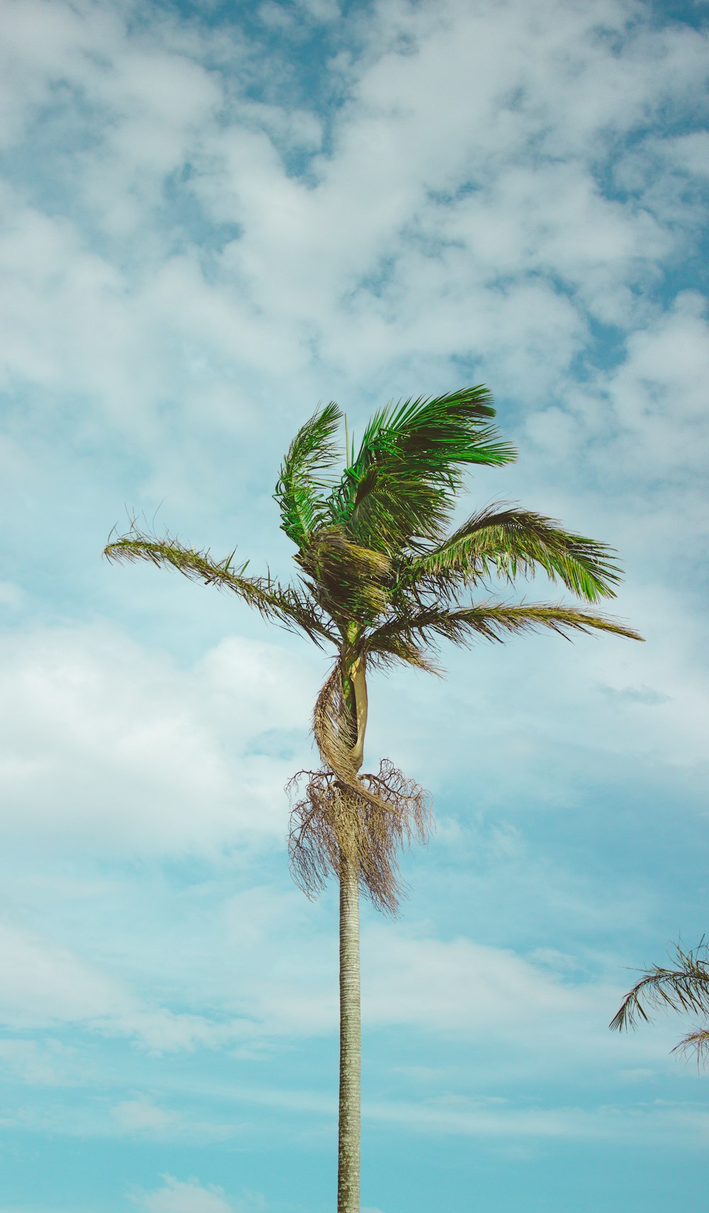 wind blowing on green coconut tree during daytime