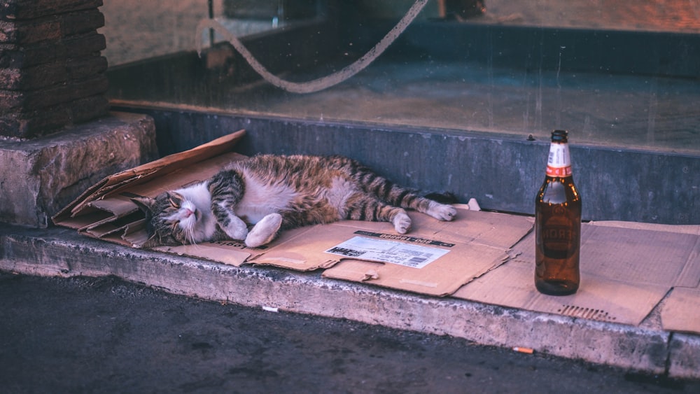 cat lying near amber-glass bottle on floor