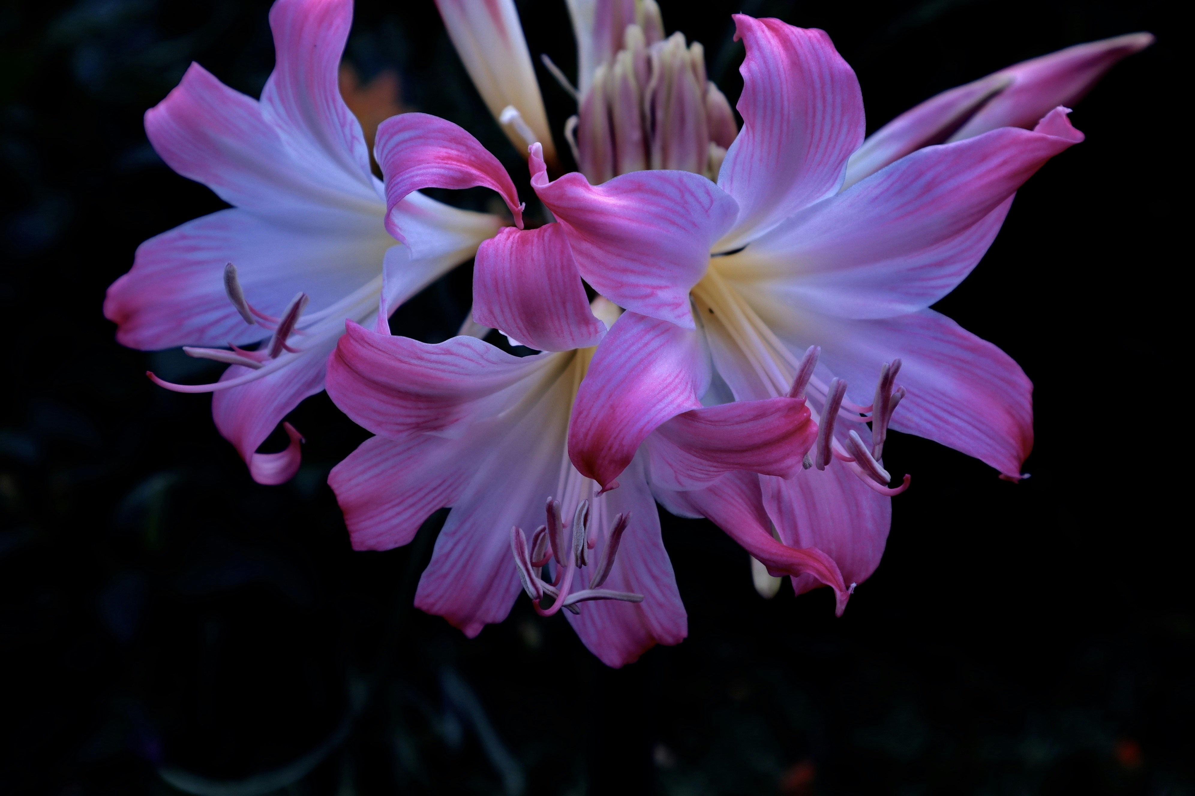 Photo by msohebzaidi