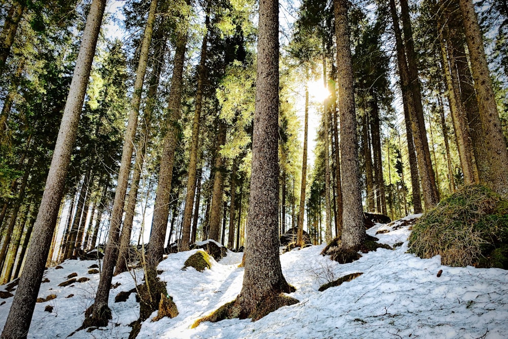 schneebedecktes Feld und hohe grüne Bäume Blick