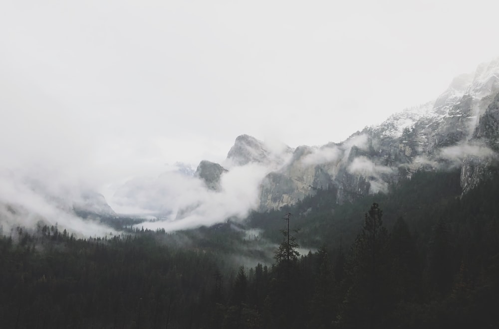 山の近くの森の霧
