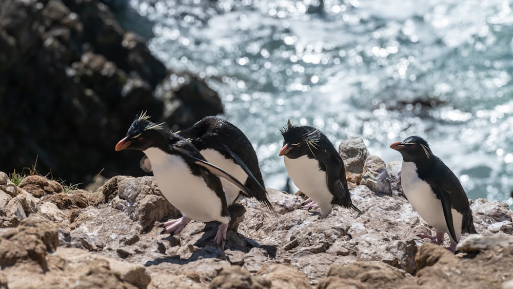 Un grupo de pingüinos parados en la cima de una playa rocosa