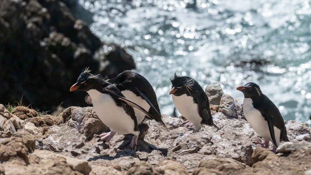a group of penguins standing on top of a rocky beach