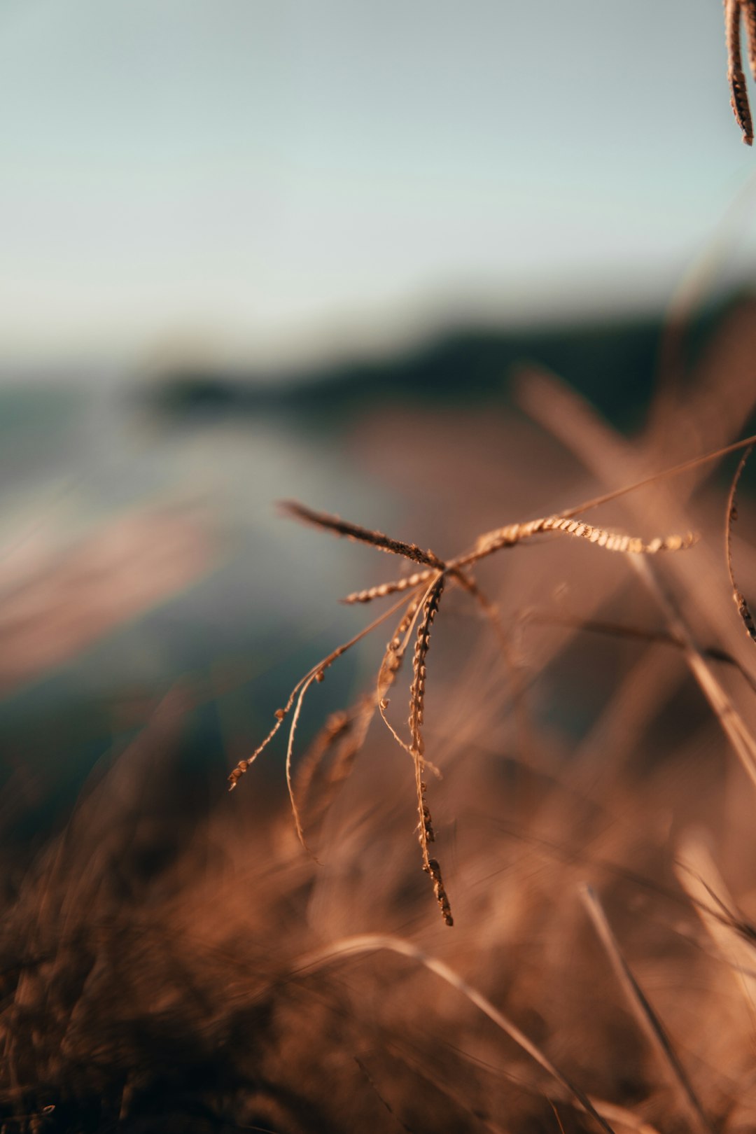 selective focus photography of brown wheat