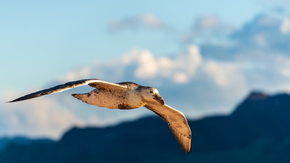 selective focus photography of flying bird during daytime