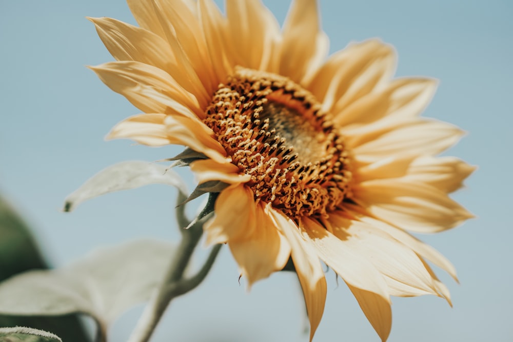 yellow sunflower closeup photography