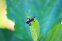 A close-up of an insect perched on a leaf, displaying colorful wings with patterns and thin antennae. The background consists of blurred greenery, suggesting a natural environment.